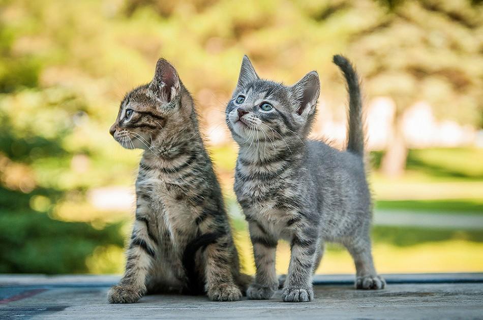 A local animal welfare organization has helped with the sterilization and vaccination of these young kitties.