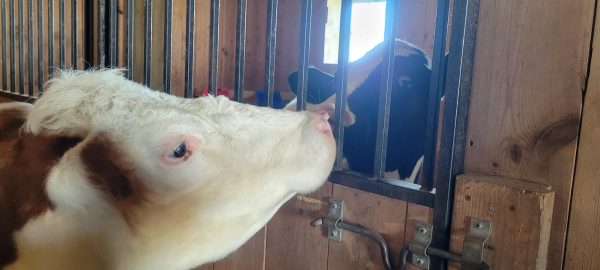 Community, compassion and cows: Buckys Bull Rescue 