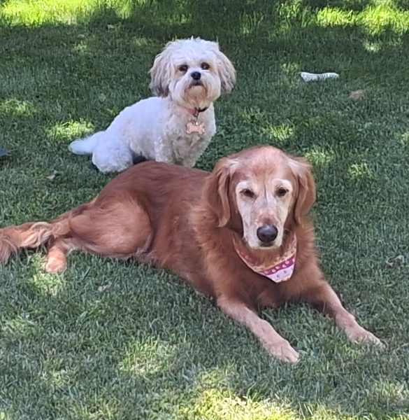 A white lapdog and a golden retriever sitting on the grass.