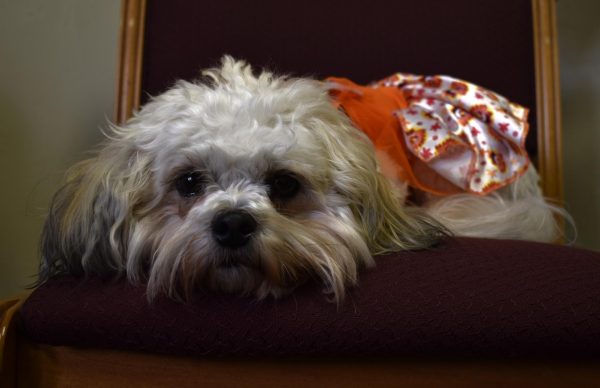A small white dog wearing an orange-and-white dress with patterns of leaves and turkeys.
