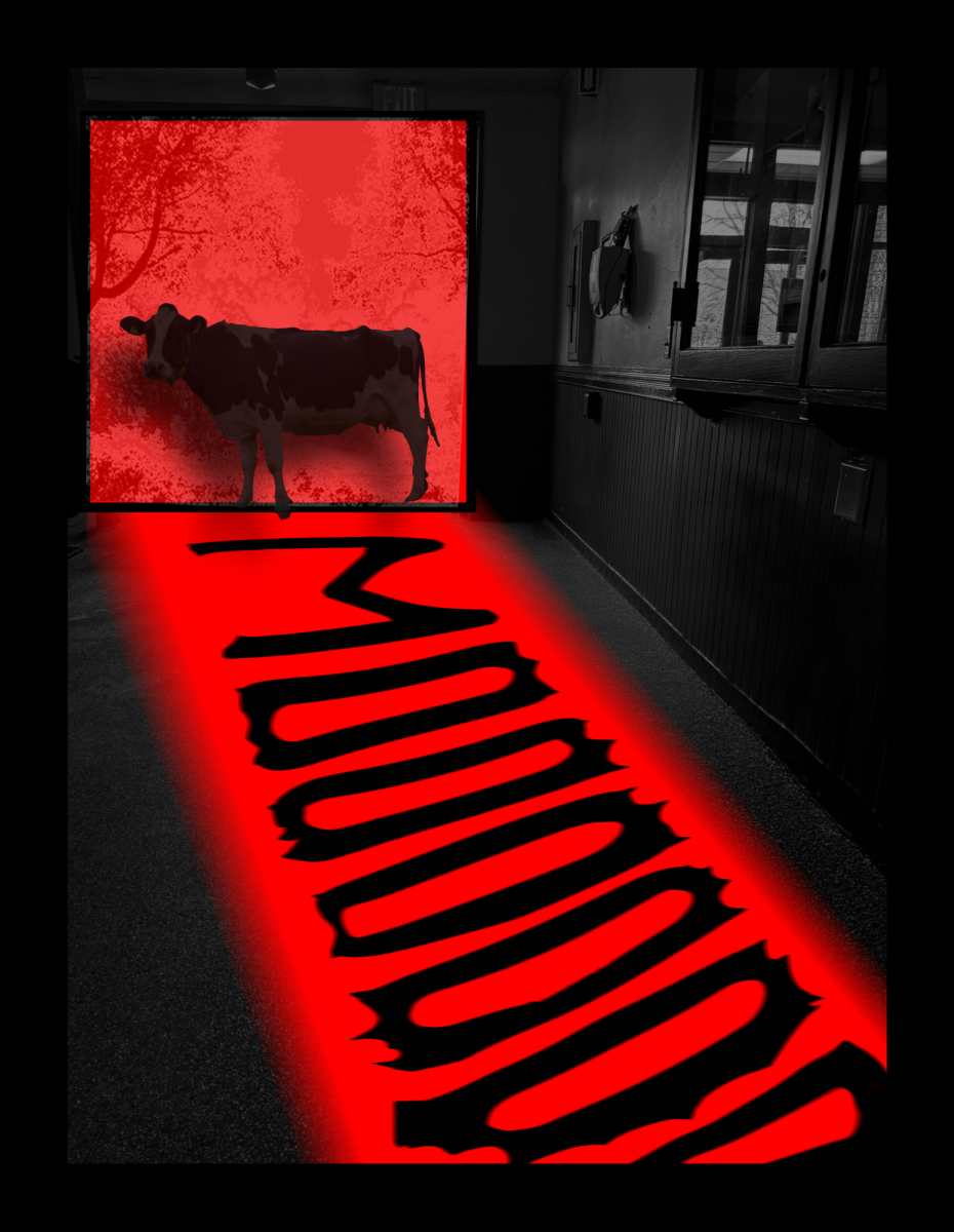 The Old Main Cow has returned.